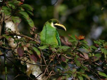 Birdwatching Selva Negra Ecolodge Activities