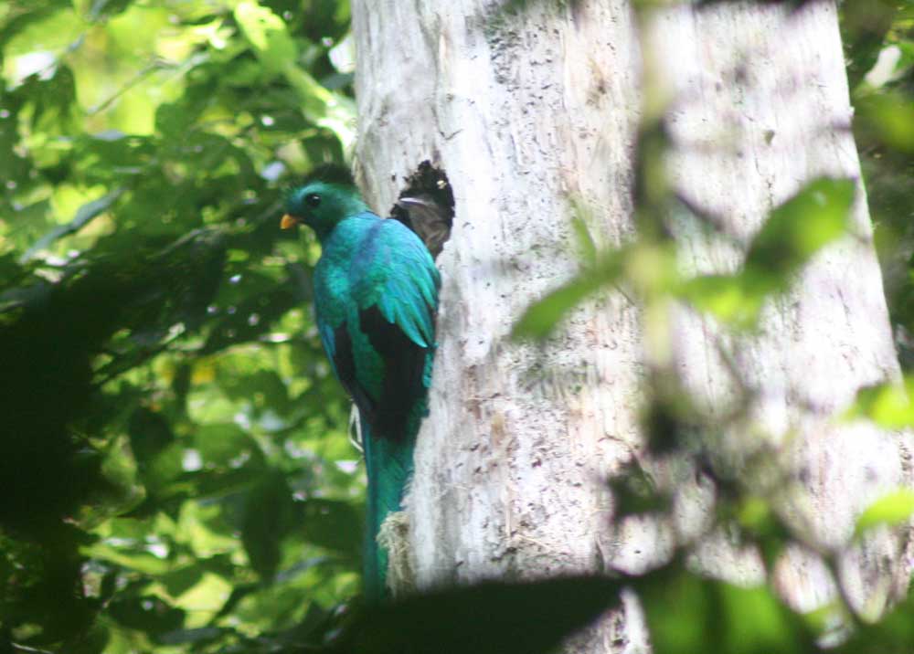 Birdwatching Selva Negra Ecolodge Activities