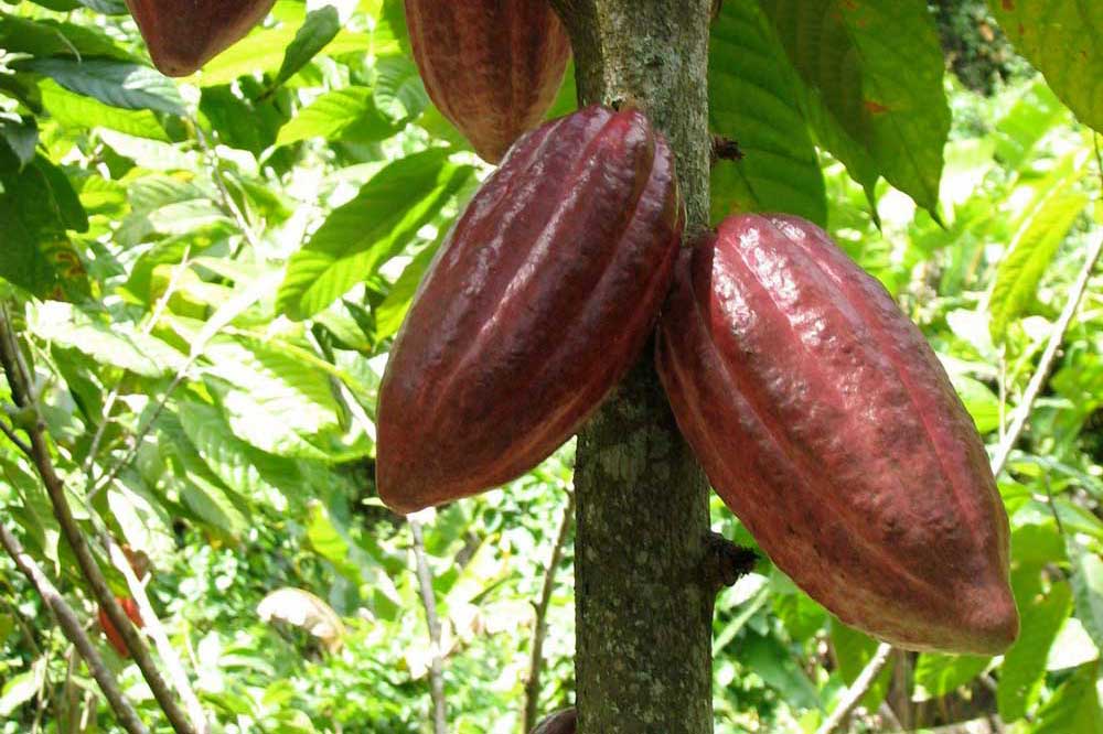 Cacao Tour Selva Negra Ecolodge Activities