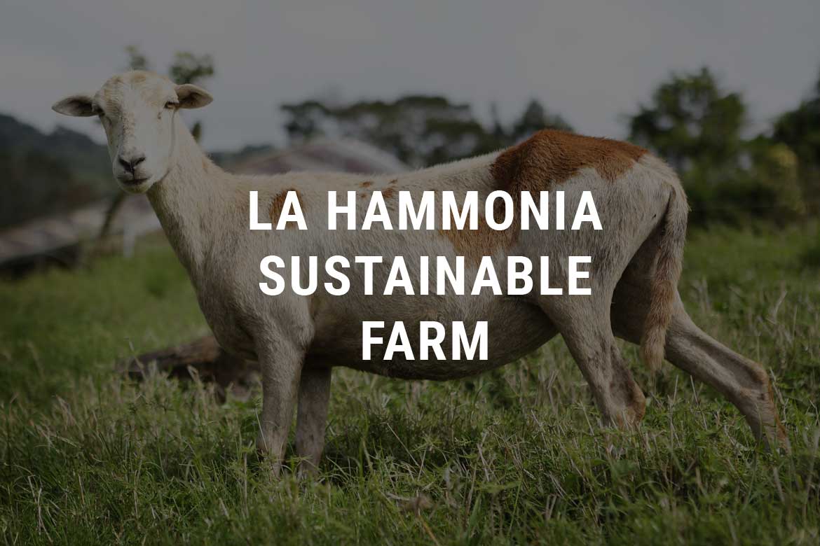 Sustainable Farm Selva Negra Ecolodge