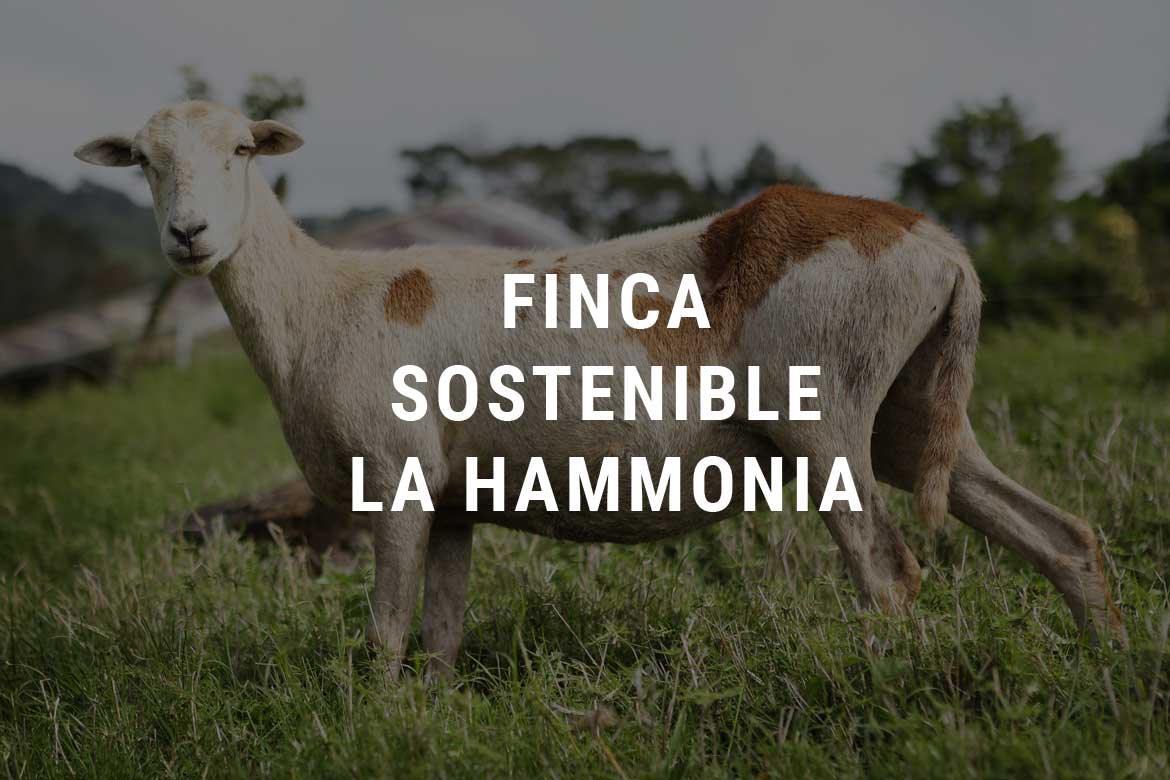 Finca sostenible La Hammonia - Selva Negra Ecolodge