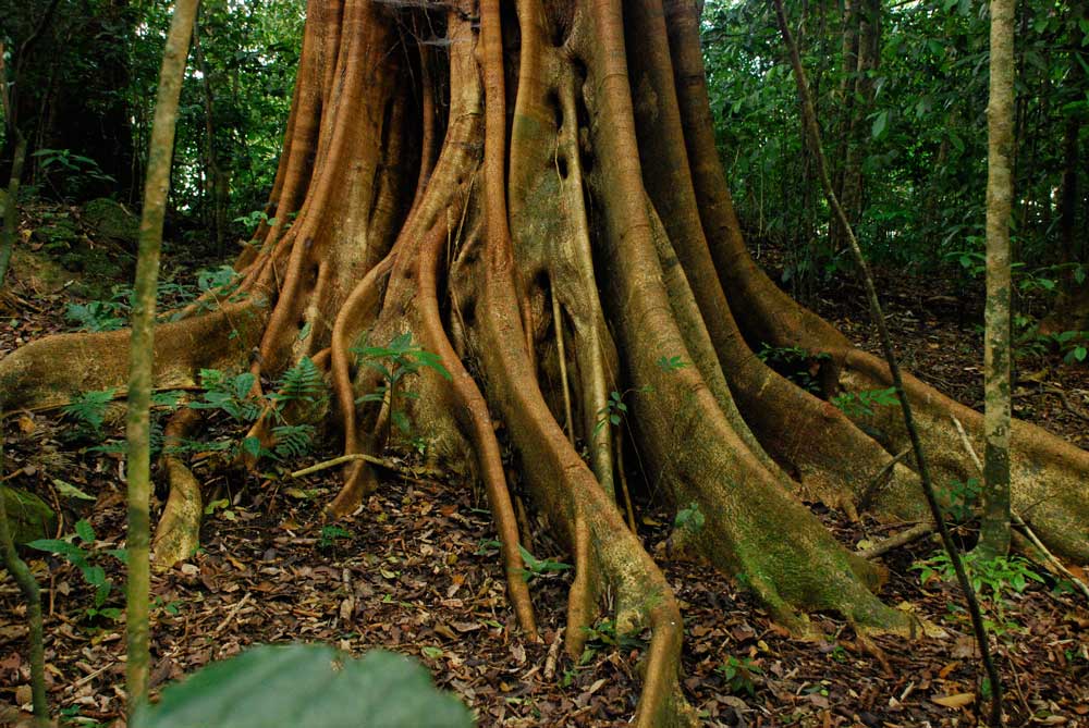 Nature Tour - Selva Negra Ecolodge