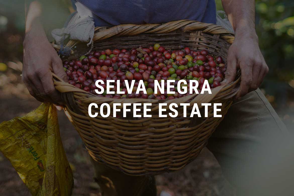 Selva Negra Coffee Estate Selva Negra Ecolodge