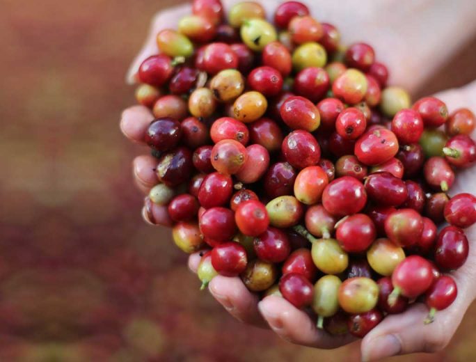 Coffee Tour Selva Negra Ecolodge