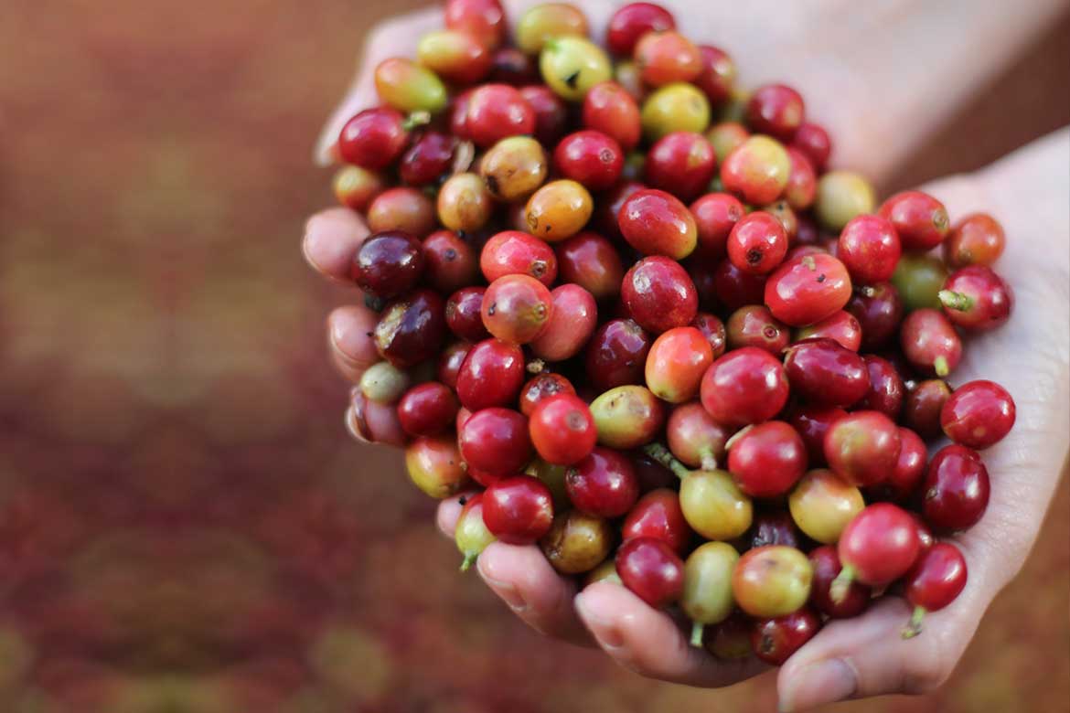 Coffee Tour Selva Negra Ecolodge