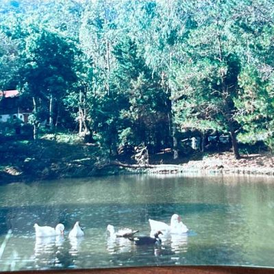 Selva-Negra-Historia-31